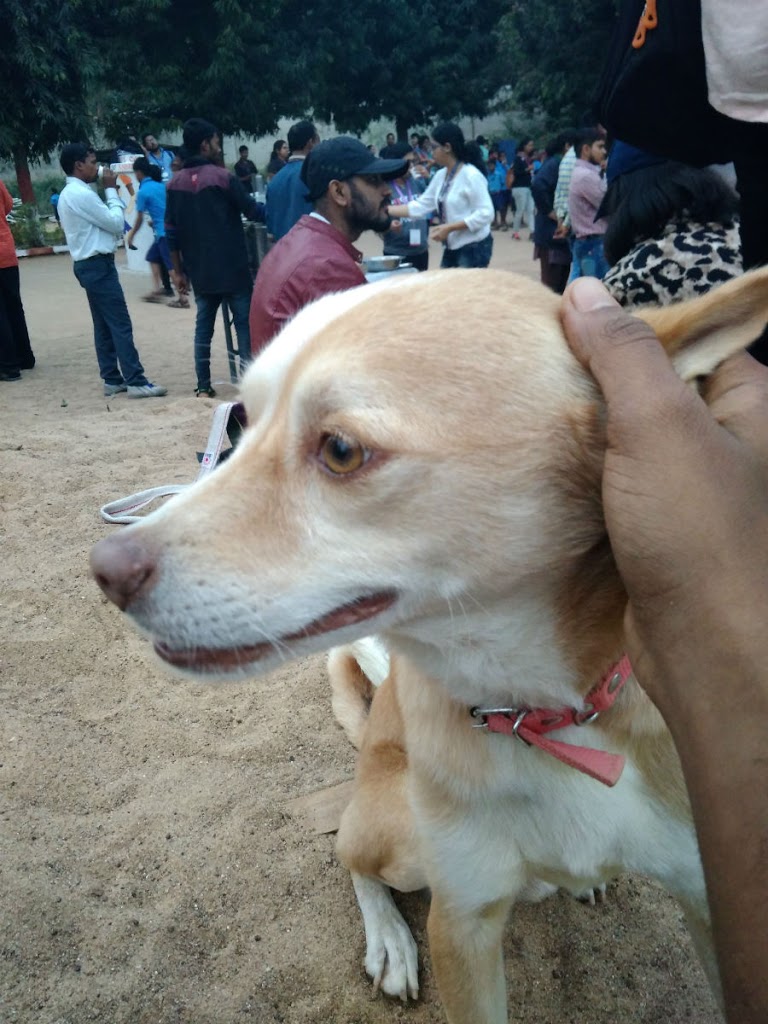 My new friend @ the school | Dog Love | Jagriti Yatra